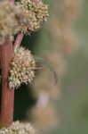 Thorny amaranth